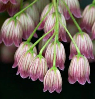 Enkianthus campanulatus