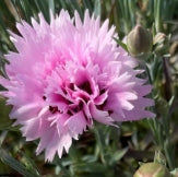 Dianthus EARLY BIRDS™ Fizzy PP21394 (double pink)
