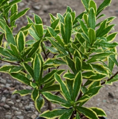 Daphne odora 'Marianni' PP21820