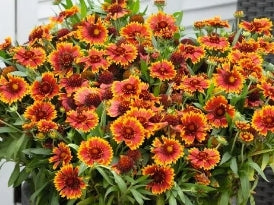 Gaillardia aristata 'Spintop Orange Halo' PP29205