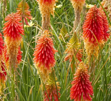 Kniphofia 'Papaya Popsicle' PP22915