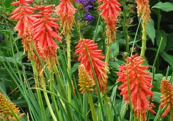 Kniphofia 'Red Hot Popsicle™' PP24036