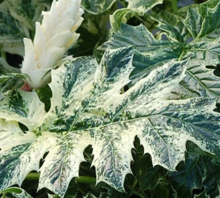 Acanthus 'Whitewater' PP23342