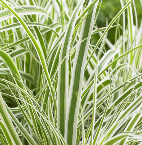 Grass, Carex oshimensis EVERCOLOR® 'Everest' PP20955