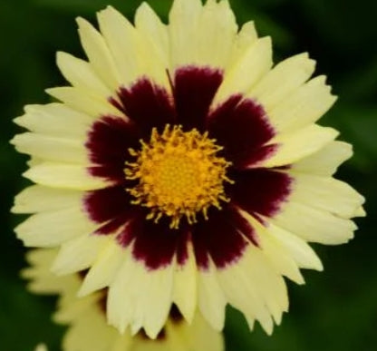 Coreopsis UPTICK™ Cream & Red PP28866 (red/pale yellow)