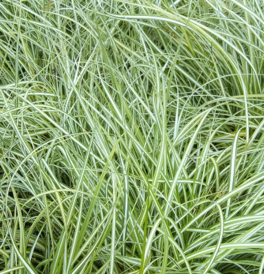 Grass, Carex oshimensis EVERCOLOR® 'Everlite' PP28568