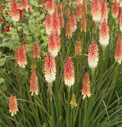 Kniphofia 'Orange Vanilla Popsicle' PP24292