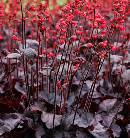 Heuchera 'Black Forest Cake'