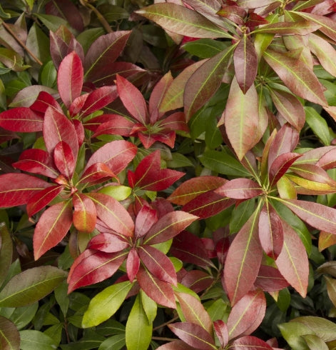 Pieris japonica 'Katsura' PP15452
