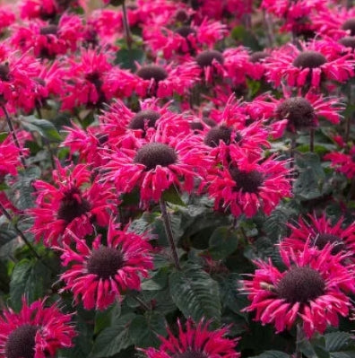 Monarda BEE-YOU® 'Bee Happy'™ PP29080