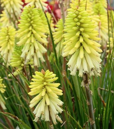 Kniphofia POCO™ 'Citron'