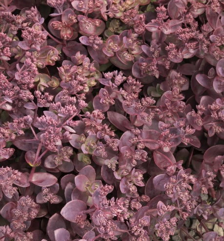 Sedum SUNSPARKLER® 'Cherry Tart' PP24603