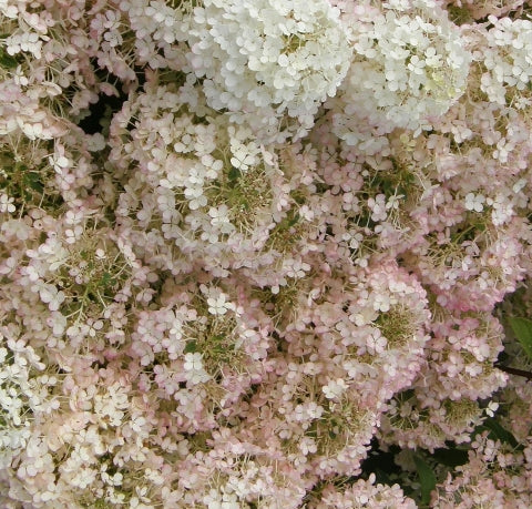 Hydrangea pan. Bobo® COLOR CHOICE® PW PP22782 (white)