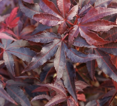 Acer palmatum 'Twombly's Red Sentinel' (CG)