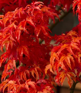 Acer palmatum 'Shishigashira' (CG)