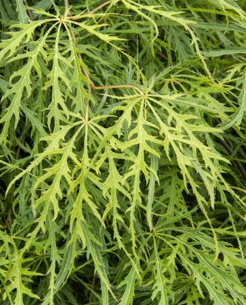 Acer pd. 'Viridis' (CG)