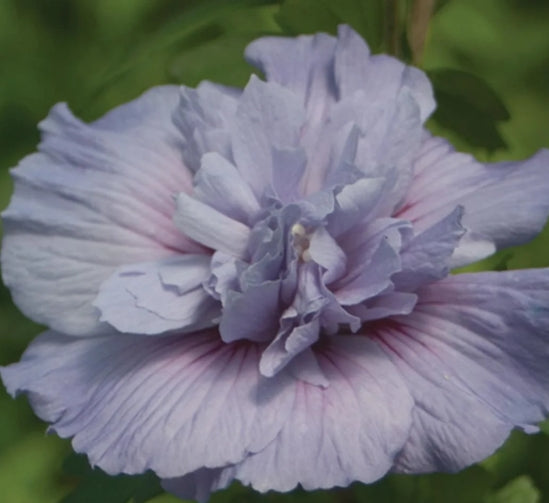 Hibiscus syr. Blue Chiffon® COLOR CHOICE® PW PP20574