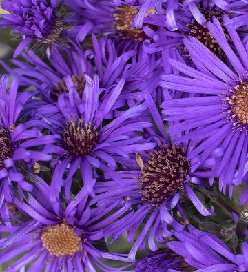 Aster novae-angliae 'Grape Crush' PPAF