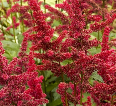 Astilbe x a. 'Fanal' (red)