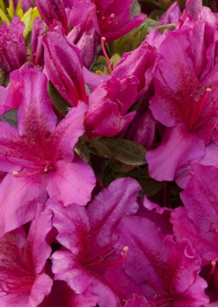 Azalea 'Girard's Fuchsia' (purple)
