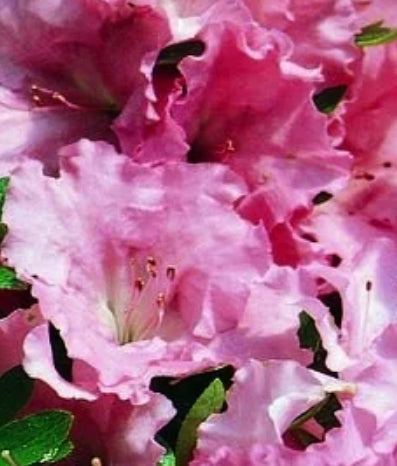 Azalea 'Gumpo Pink' (pink)