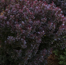 Berberis thunbergii 'Concorde'