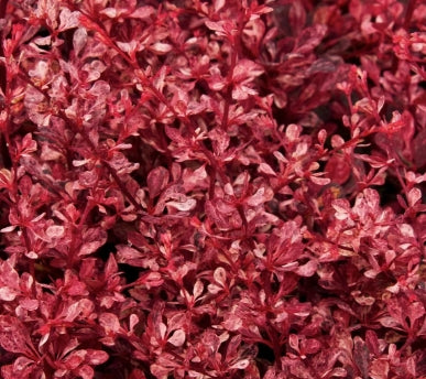 Berberis thunbergii 'Rose Glow'