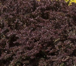Berberis thunbergii 'Crimson Pygmy'