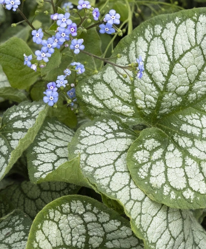 Brunnera m. 'Jack Frost' PP13859