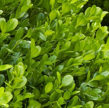 Buxus m. k. 'Winter Gem'