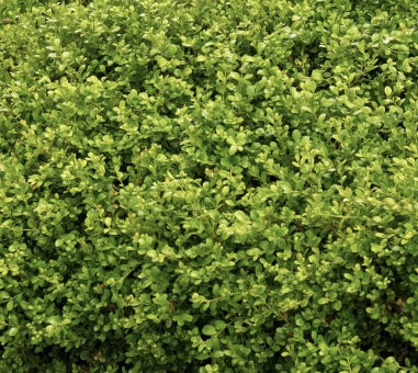 Buxus m. k. 'Green Beauty'