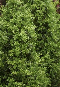 Buxus s. 'Green Tower' PP15243 (Monrue) (CG)