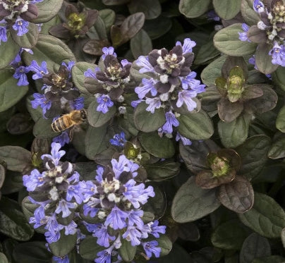 Ajuga reptans 'Chocolate Chip'