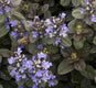 Sticky Image