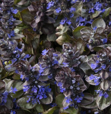 Ajuga reptans 'Catlin's Giant'