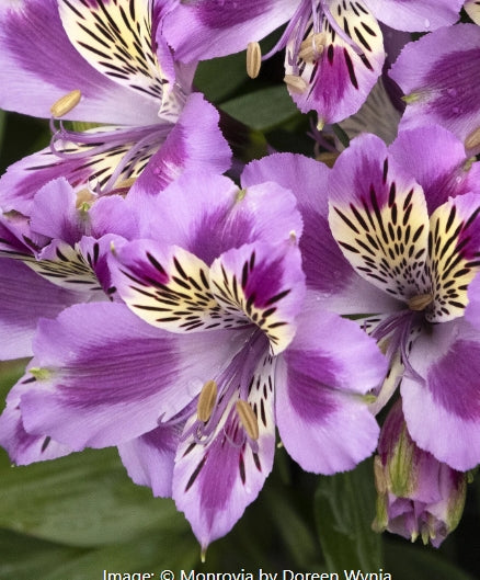 Alstroemeria Colorita 'Mulan' (purple)