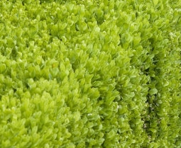 Buxus s. 'Suffruticosa'