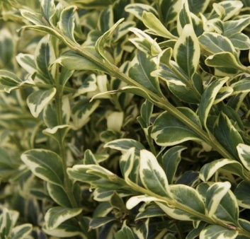 Buxus s. 'Variegata'