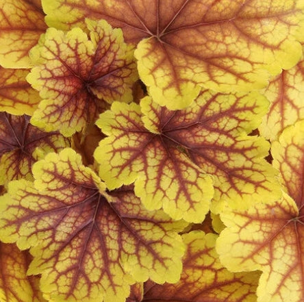 Heuchera 'Red Lightning' PP27767