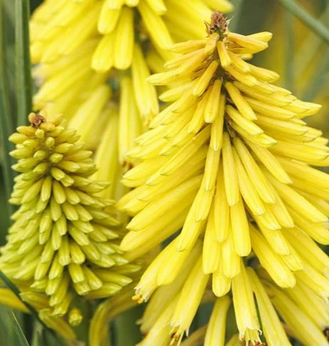 Kniphofia POCO™ Yellow PP27616