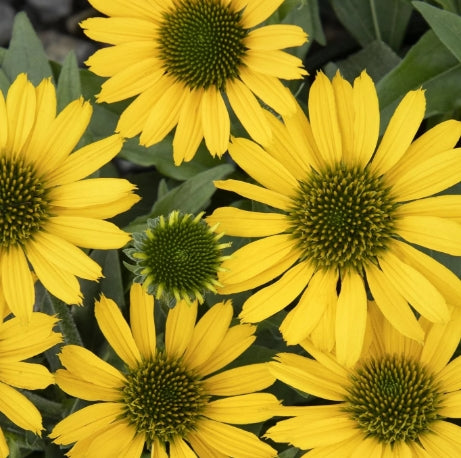 Echinacea KISMET® Yellow PP29922 (yellow)