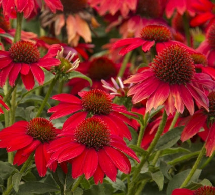 Echinacea p. SOMBRERO® 'Salsa Red' PP23105 (red)