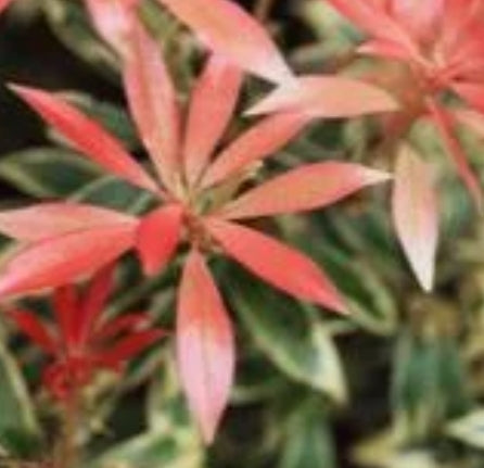 Pieris japonica 'Fire N Ice' PP19994