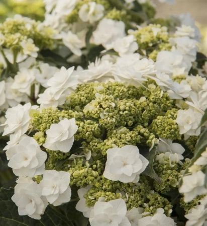 Hydrangea m. Wedding Gown™'Dancing Snow' PP21052 (white)
