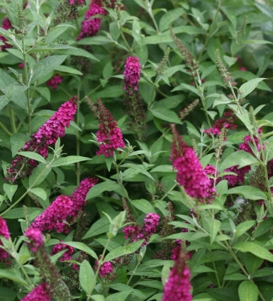 Buddleia x 'Miss Molly' PW PP23425