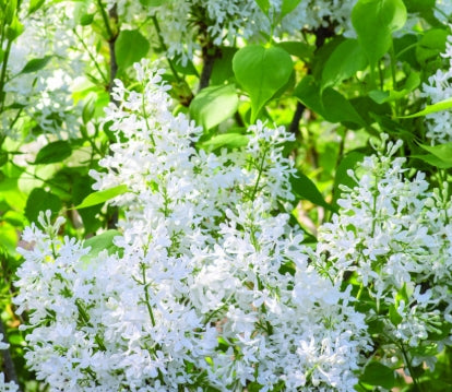 Syringa vulgaris Bloomables® 'NewAge White' PP32670 (white)