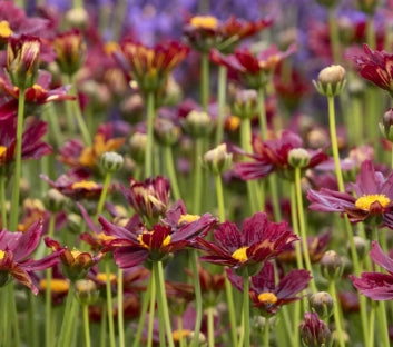Coreopsis LI'L BANG™ 'Red Elf' PP27918 (red)