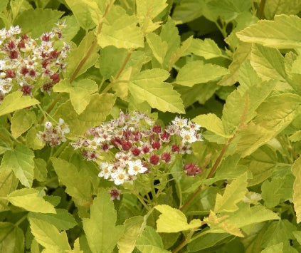Physocarpus op. 'Raspberry Lemonade' PP31198