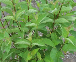 Cornus, shrub, sericea