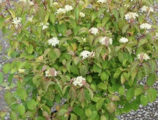 Cornus, shrub, sanguinea 'Midwinter Fire'